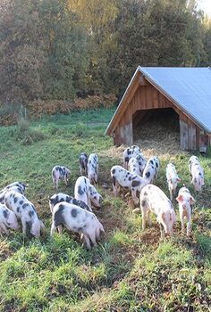 a herd of pigs grazing on grass next to a barn