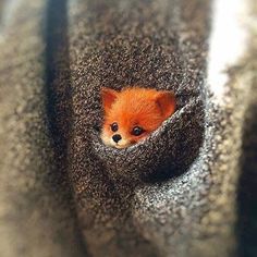 a small red fox peeks out from its hole in the carpet