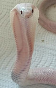 a close up of a pink snake on a white surface