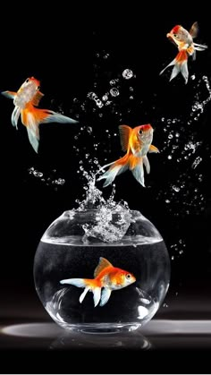 three goldfish jumping out of the water into a bowl