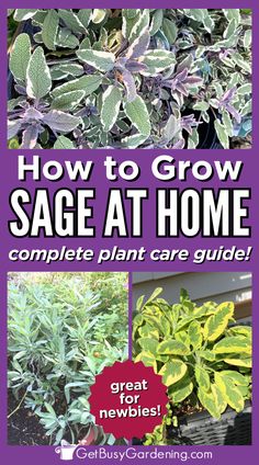 sage plant with green and purple foliage Grow Sage, Types Of Sage, Growing Sage, Sage Plant