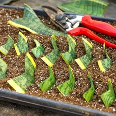 scissors and cut up plants in a tray with dirt on the ground next to them