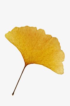 Ginkgo Art, Ginko Biloba, Yellow Png, Leaves Png, Leaf Photography, Ginkgo Leaves