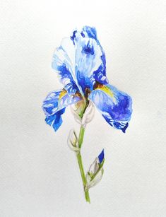 a painting of a blue flower on a white background