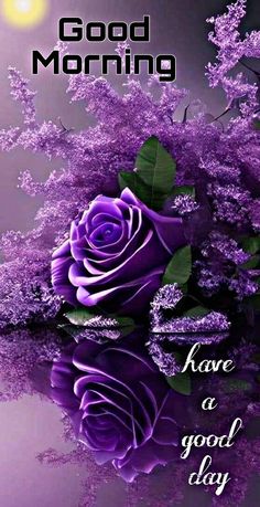 a purple rose with the words good morning on it