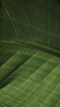 the underside of a large green leaf