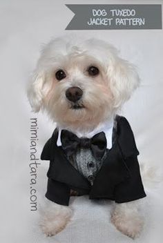 a small white dog wearing a black tuxedo and bow tie, sitting down