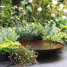 a garden filled with lots of different types of flowers