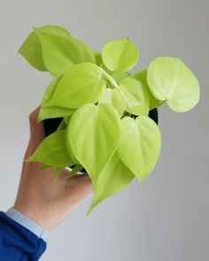 a hand holding a plant with green leaves