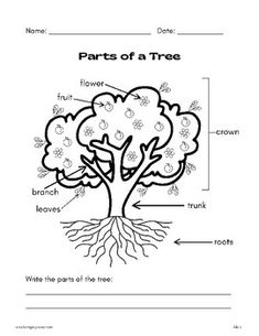 parts of a tree worksheet