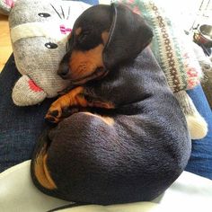 a dachshund dog curled up on top of a pillow with a stuffed animal