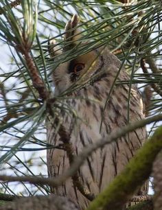 an owl is sitting in the branches of a pine tree, looking at the camera