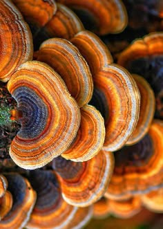 an orange and brown mushroom is growing on the side of a tree trunk with other mushrooms in the background