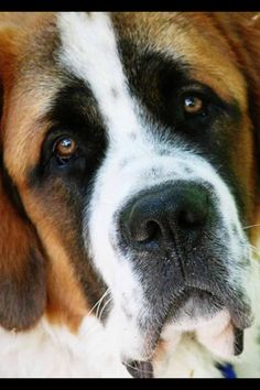 a large brown and white dog sitting on top of a grass covered field