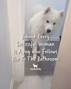 a white dog is peeking out from behind a door with the caption behind every successful woman is a dog who follows her to the bathroom