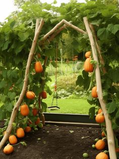 Pumpkin Garden Ideas: Hanging Pumpkins Archway Pumpkin Trellis Ideas Diy, Trellis Pumpkins, Diy Pumpkin Trellis, Pumpkin Vine Trellis, Pumpkin Arch Garden