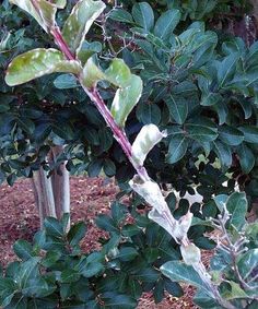 some green leaves are growing in the bushes