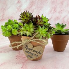 three potted plants with hearts tied to them