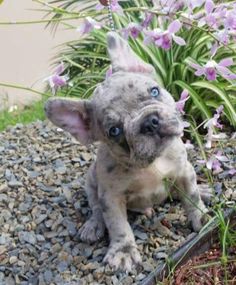 a small gray dog sitting on top of a pile of gravel next to purple flowers