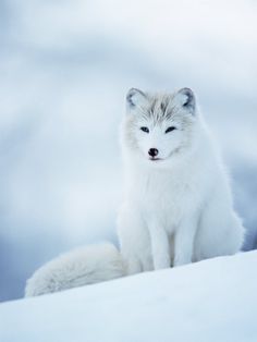 an arctic fox sitting in the snow looking at the camera