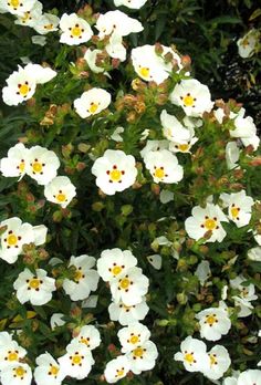 white flowers with yellow centers are in the grass