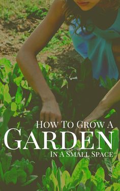 Sharing tips on how you can start your garden even if all you have is a sunny window! Ph Scale, Frugal Gardening, Acidic Soil, Easy Gardening, Garden Vegetables, Soil Ph, Starting A Garden, Creative Gardening, Garden Designs