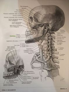 a diagram of the human head and neck, with labels on each side of it