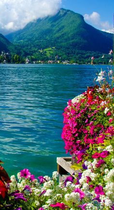 the flowers are blooming by the water's edge and mountains in the background