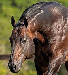 a brown horse standing on top of a lush green field