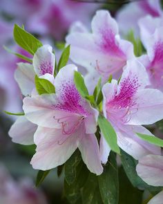 pink and white flowers with green leaves in the foreground