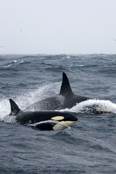 two black and white orca's in the ocean with birds flying above them