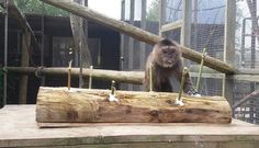 a monkey standing on top of a piece of wood in an enclosure at a zoo