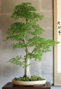 a bonsai tree in a pot on a table