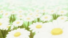 the daisies are blooming in the green field