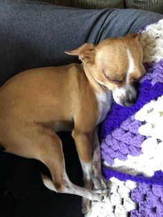 a small brown dog sleeping on top of a purple and white crocheted blanket