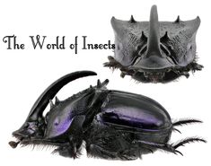 the world of insects is shown in two different pictures, one with an insect's head