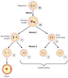 a diagram showing the structure of an animal's body and its structures, including two cells