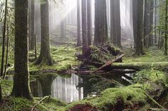 a forest filled with lots of trees covered in green mossy ground next to a small pond