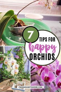 Orchid Care: 7 Surprising Things You Didn't Know About Growing Phalaenopsis orchids Caring For Orchids, Repotting Orchids