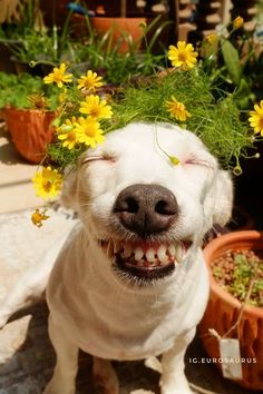 a white dog with yellow flowers on his head is smiling and looking at the camera