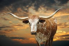 a longhorn bull with large horns standing in front of a sunset