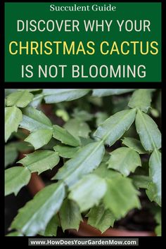 christmas cactus not blooming Propagate Christmas Cactus, Plants In House, Grow Asparagus, Bathroom Plants Decor, Cactus Ideas