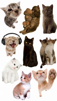 many different types of cats with headphones on and one cat has its mouth open