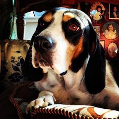 a dog sitting on top of a couch next to a table with pictures on it