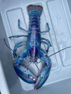 a blue lobster sitting on top of a white container