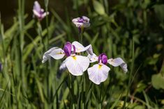 three white and purple flowers are in the grass