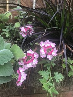 some pink and purple flowers are growing in a pot on the side of a brick wall