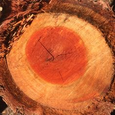 a close up of a tree stump with red and yellow circles on it's surface