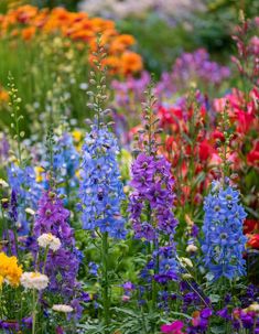 Vivid wildflower garden featuring purple and blue delphiniums alongside colorful blooms, highlighting the natural charm of self-seeding annual flowers in a wildflower setting. Wildflower Garden, Annual Flowers, Flower Garden, Make It Simple, Wild Flowers, Seeds, Plants, Flowers