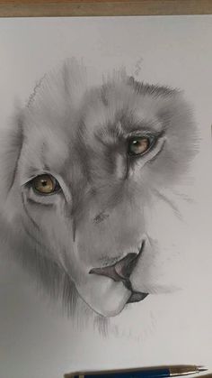 a pencil drawing of a lion's face